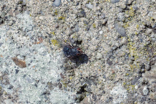 Macro d'une mouche pos&eacute;e sur une surface en b&eacute;ton textur&eacute;e avec du lichen