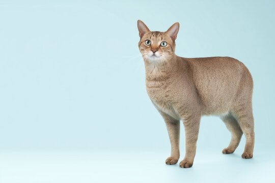 Brown Pixiebob cat cat standing against a light blue background in a simple indoor setting during daytime