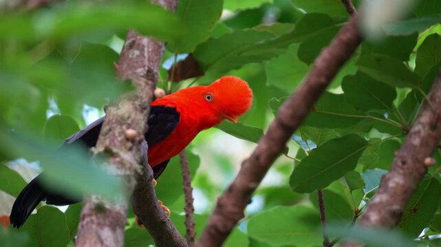 Close up shot of a male Andean cock-of-the-rock (Rupicola peruvianus) with striking plumage, perches on tree branch and looking around the surroundings,.