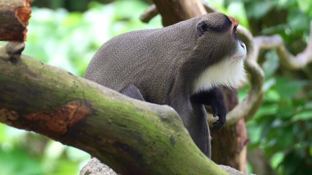 Close up shot of a De Brazza's monkey (Cercopithecus neglectus) looks around surroundings in its natural habitat.