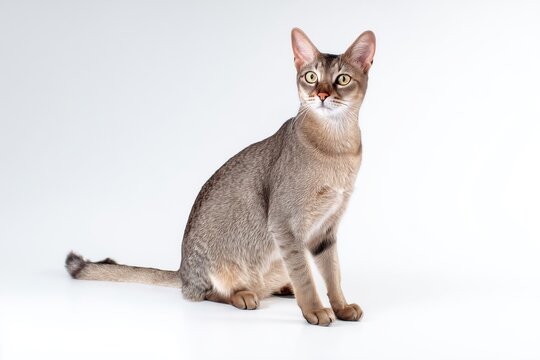 Sokoke Cat sits calmly with a curious expression in a bright room during daytime