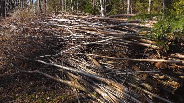 Pile of cut down trees and branches in deforested area