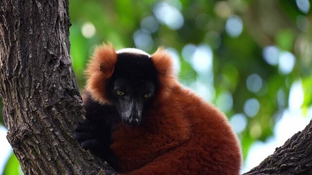 A Red Ruffed Lemur (Varecia rubra) with a distinctive black face and rust-red fur rests in a tree, looking around its surroundings, close up shot.