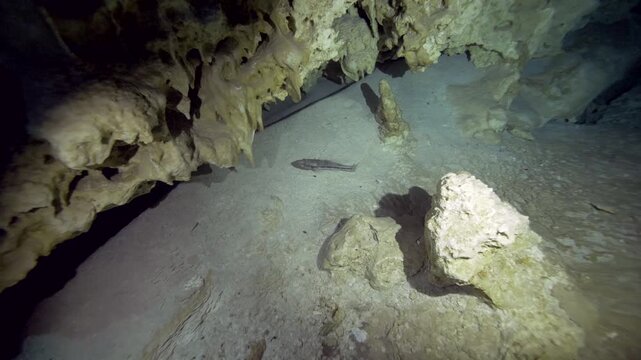 Small fish move near hanging stalactites illuminated by diver light in Cenote Dos Ojos, Quintana Roo, Mexico
