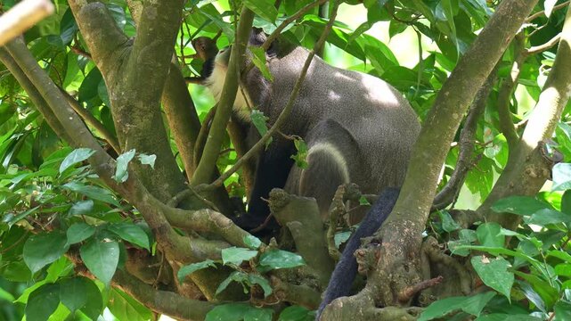A De Brazza's Monkey (Cercopithecus neglectus) resting on a tree under the leafy canopy, close up shot.