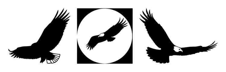Fototapeta premium Eagle set with soaring silhouette over expansive sky featuring wildlife, birds, flight with freedom and bold lines in high contrast tribute
