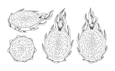 Obraz premium Hand drawn dragon fruit halves and cross section with seeds dragonfruit pitaya tropical