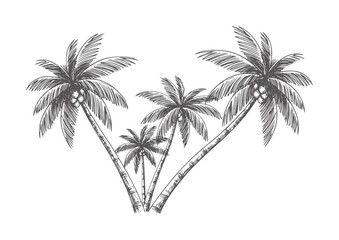 Obraz premium Sketchy dark grey palm trees with coconuts white tropical nature