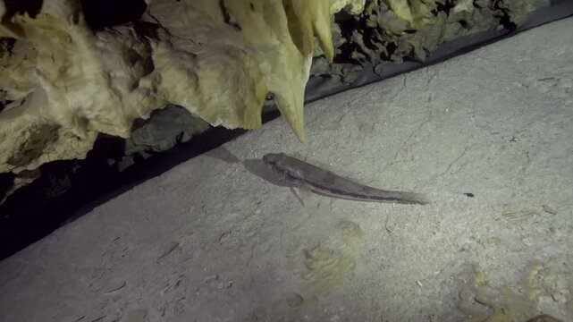 Multiple fish hover close to textured stalactite ceiling under artificial light in Cenote Dos Ojos, Quintana Roo, Mexico