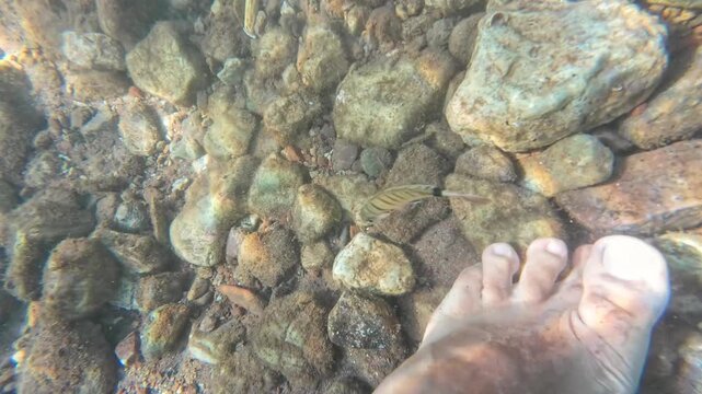 Little fish are biting someone's feet in the sea or ocean. fish therapy to remove dead skin. 4k horizontal video. 