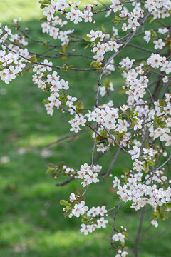 Trailing Blossom Spray Over Green Lawn With Small White Flowers Scattered Across Thin Branches, Gentle Breeze Suggested By Angled Stems, Fresh Seasonal Mood For Gardening And Wellness Imagery.