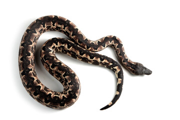 Obraz premium Solomon island ground boa snake or Candoia carinata paulsoni isolated on white background, a Candoia paulsoni tasmai (Halmahera boa) isolated on white background