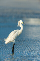 Naklejka premium Beautiful snowy egret wading in the shallow waters along a white sandy beach near coastal condominiums of Fort Myers Beach, Florida, USA