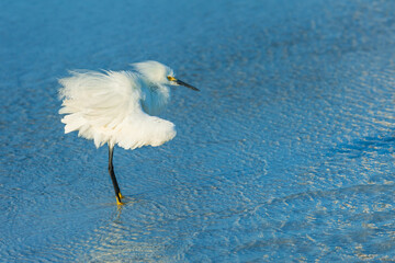 Naklejka premium Beautiful snowy egret wading in the shallow ocean waters battling strong wind near Fort Myers Beach, Florida, USA