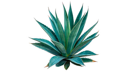 group of agave plants isolated on transparent background cut out © Ivan