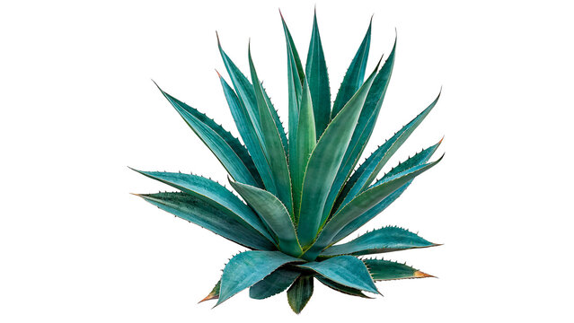 group of agave plants isolated on transparent background cut out