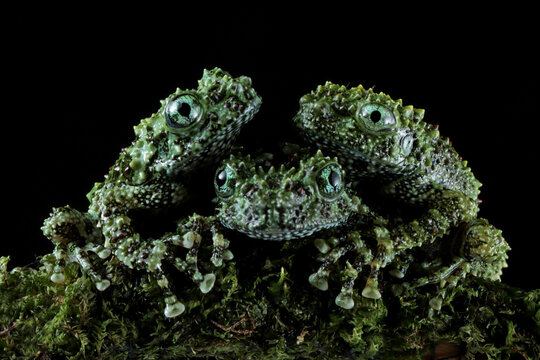 Young Theloderma corticale (Vietnamese mossy frog) camouflage on moss, Vietnamese mossy frog camouflage on moss, Mossy tree frog on moss