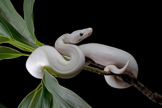 white leucistic ball python snake on isolated background, Closeup royal python on branch, White ball python on black background, Blue-eyed leucistic python with dark background