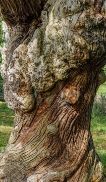 Gnarled Tree Trunk