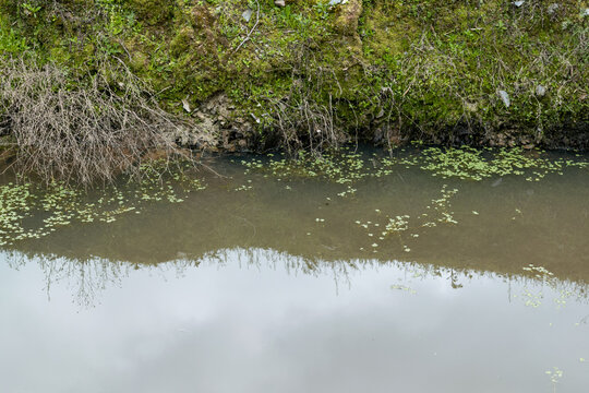 Natural shoreline of a freshwater marsh with muddy soil and aquatic vegetation in a wild wetland.