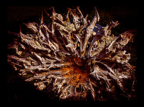 Uprooted Tree