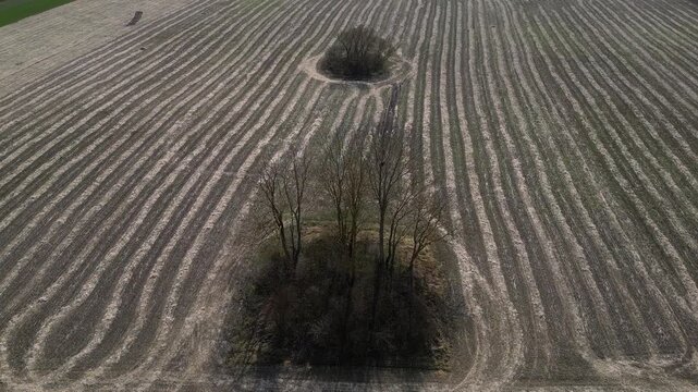 Aerial view flying over a vast agricultural field recently plowed, revealing abstract patterns and curved lines around an island of bare trees, symbolizing resilience and nature's coexistence