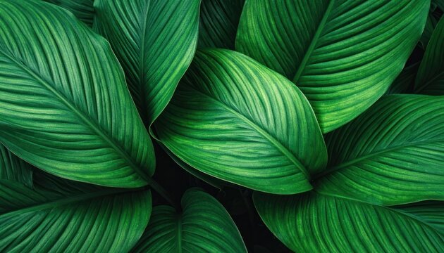 A lush, close-up view showcases vibrant green leaves with intricate vein patterns against a dark background, creating a serene and natural aesthetic.