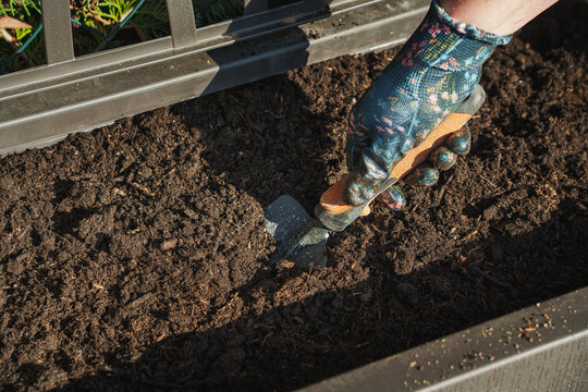 farmer woman in rubber work gloves planting seedlings in the garden in the ground in the spring.