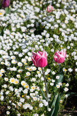 Tulipanes de colores que florecen