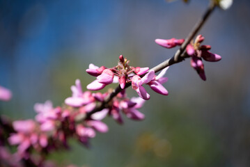 Plantas que florecen en primavera