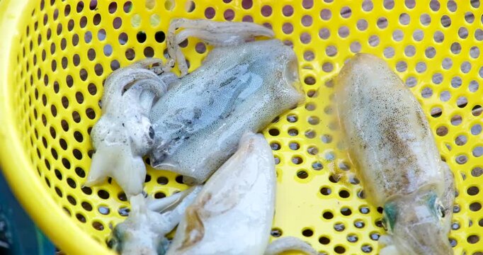 Squid cleaning and preparation by hand with ink release washing in blue basin and draining in yellow colander showing traditional Asian seafood process