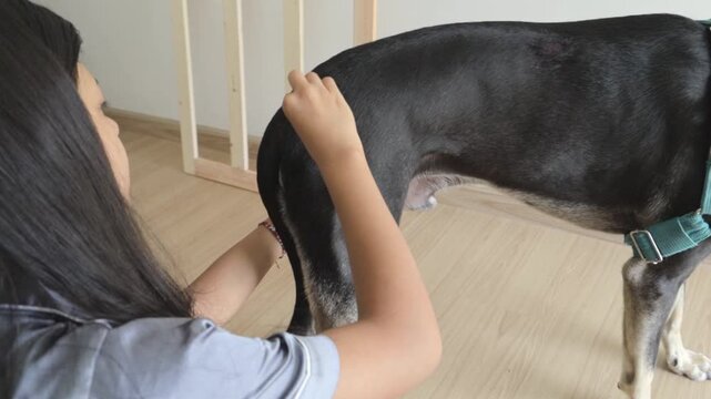 Close up of hands applying medicine to a wound on a black dog using a cotton swab