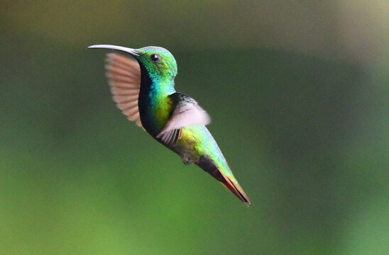 colibri verde