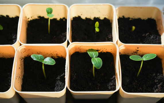 Young seedlings in biodegradable pots on windowsill for indoor gardening