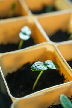 Young seedlings in biodegradable pots on windowsill for indoor gardening