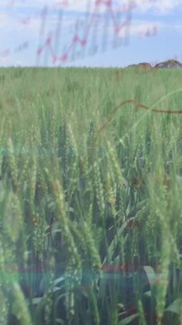 Vertical video: On play camera zooming in showing crop while charts tracing growth to show yield