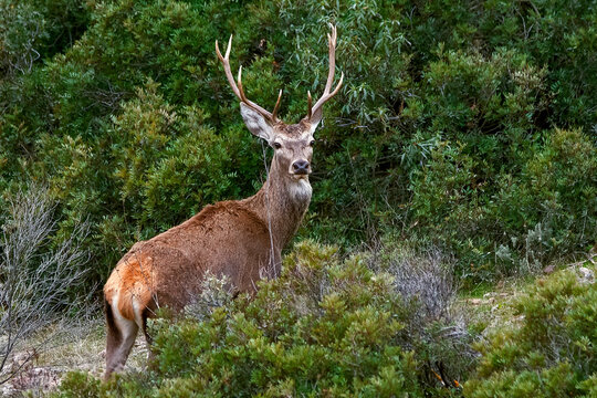 Ciervo en &eacute;poca de berrea, en el parque natural de Cazorla, Segura y Las Villas.