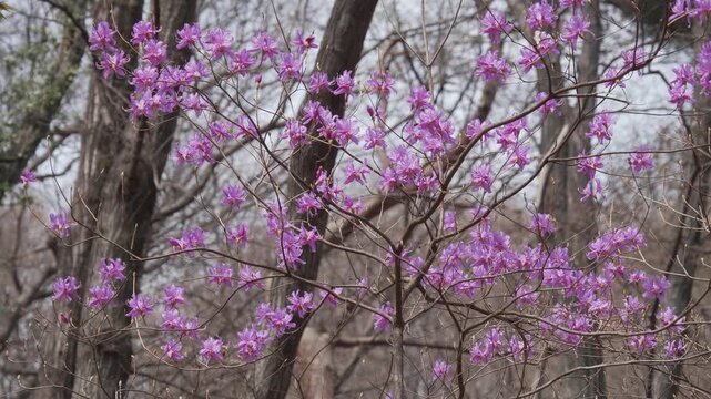 風に揺れるミツバツツジ