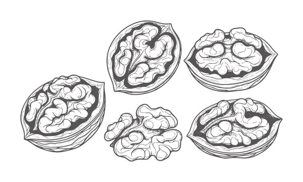 Hand drawn of five walnuts in various stages of being shelled food healthy organic