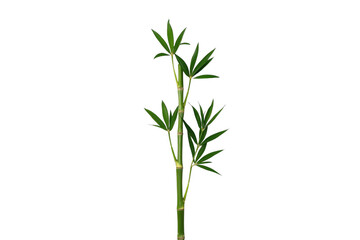 Obraz premium Green bamboo stalk with fresh leaves on transparent background