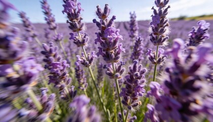 Obraz premium Showing central lavender spike displaying fine hairs and green stems in rural field, distant rows