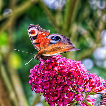 Peacock Butterfly