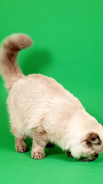 Fluffy colorpoint cat sniffing and exploring on green screen