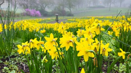 Fototapeta premium Daffodils in Avenham and Miller park, Preston 
