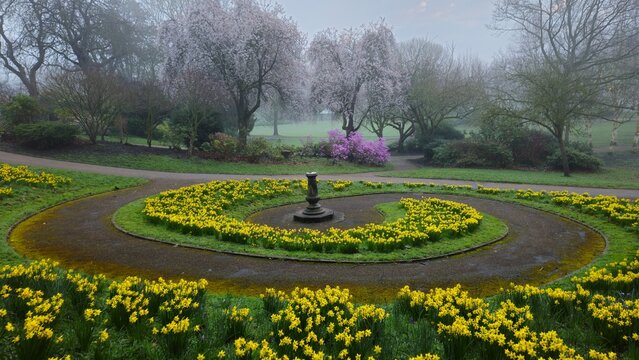 Daffodils in Avenham and Miller park, Preston 