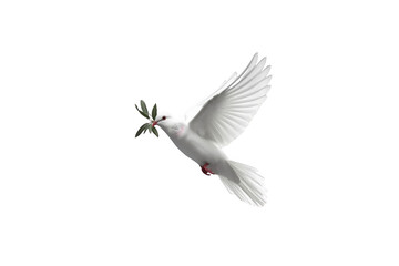 Fototapeta premium White dove flying with olive branch for peace