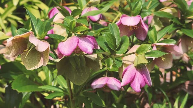 pink lenten rose flowers in the garden