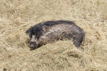 Fototapeta premium Visayan warty pig standing among hay