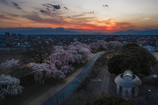 Aerial view of cherry blossoms in full bloom line the Kiso River under a vibrant sunset sky, Ichinomiya, Aichi, Japan.