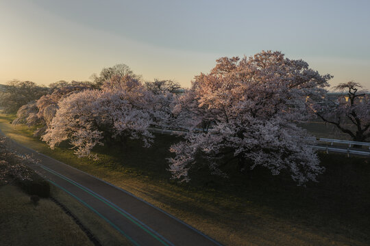 Aerial view of cherry blossoms in full bloom, their delicate pink petals contrasting against the clear sky near the Kiso River, Ichinomiya, Aichi, Japan.